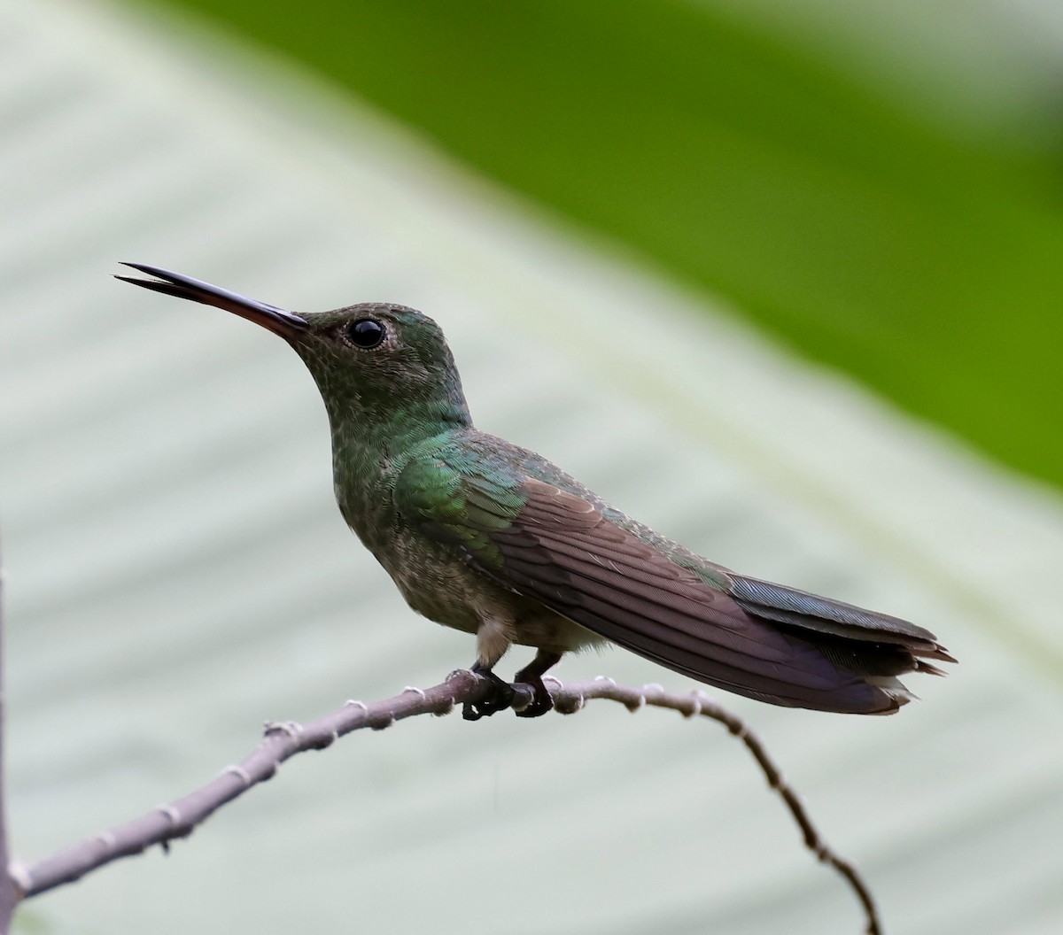 kolibřík skvrnitoprsý - ML620230274