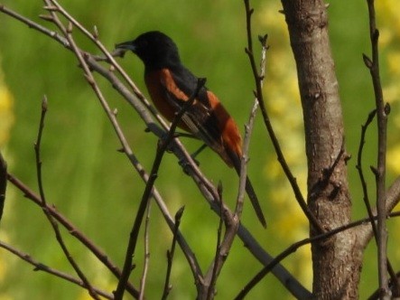 Orchard Oriole - ML620230275