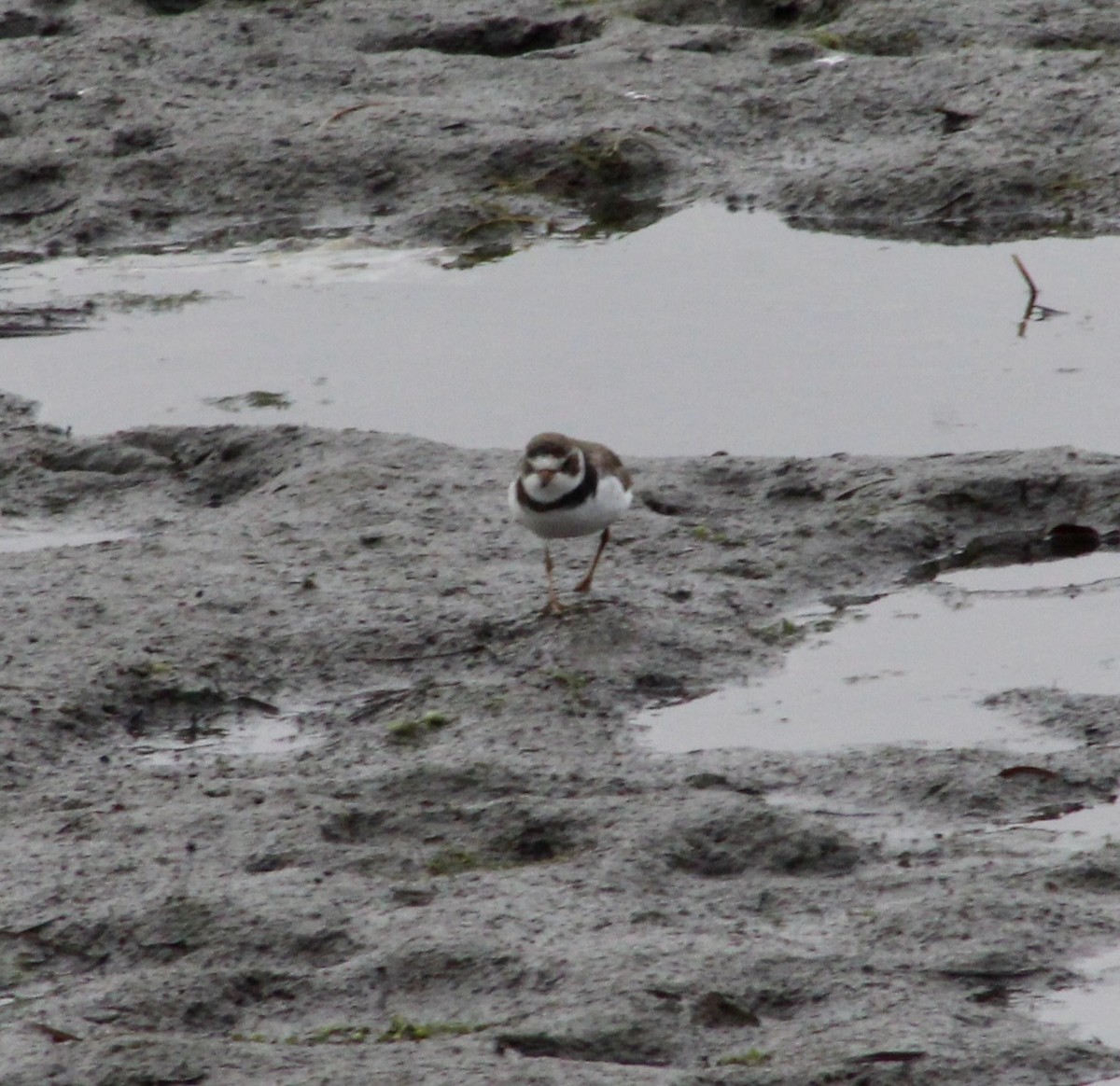 Semipalmated Plover - ML620230278