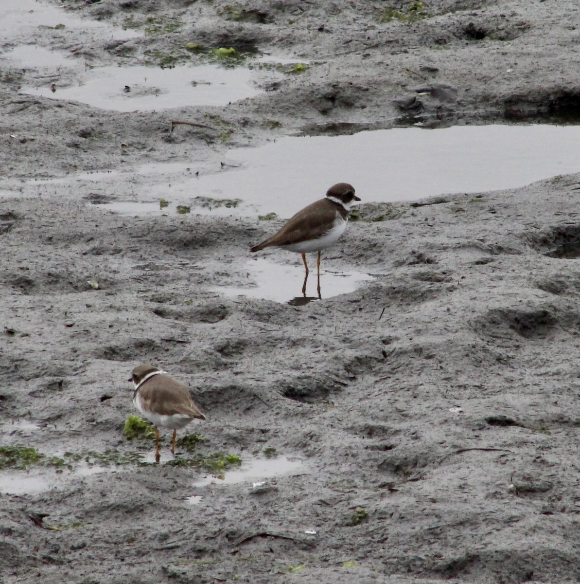 Semipalmated Plover - ML620230295