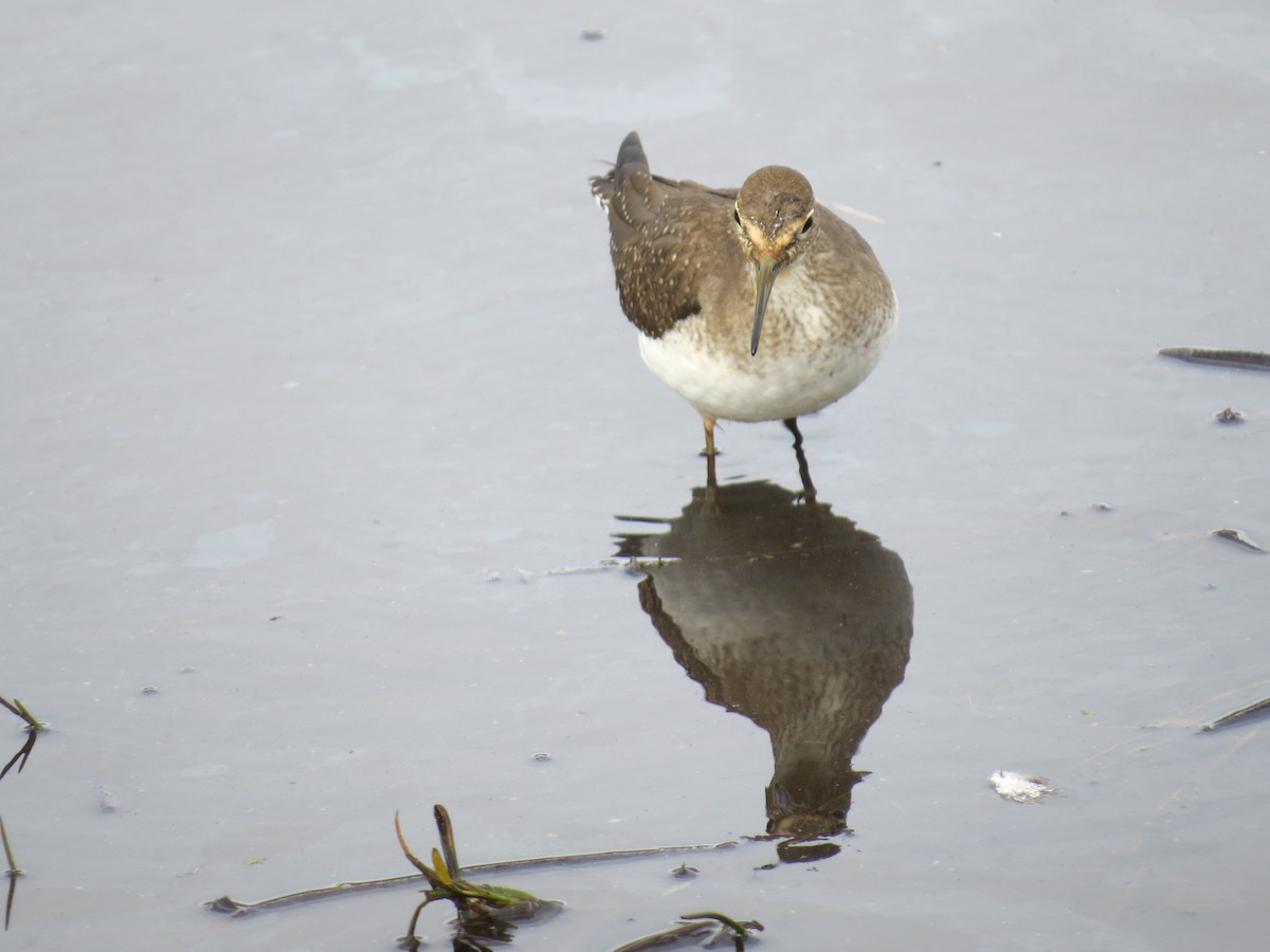 Solitary Sandpiper - ML620230296