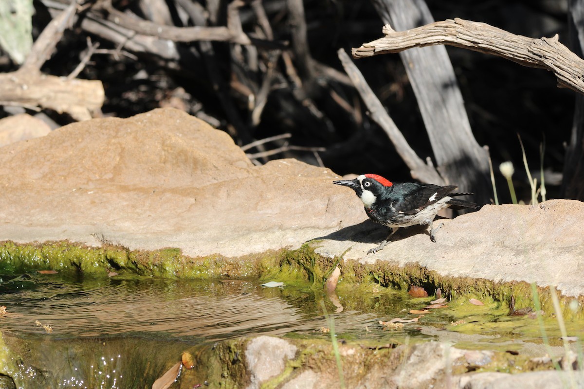 Acorn Woodpecker - ML620230307