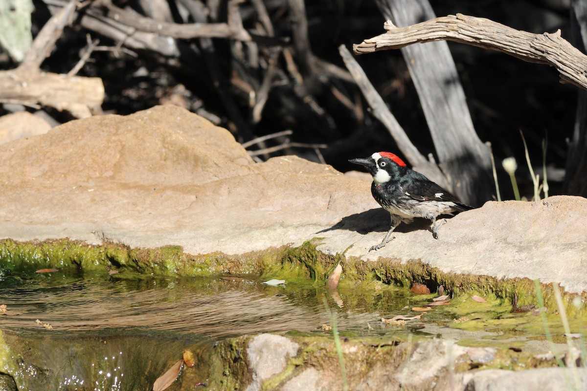 Acorn Woodpecker - ML620230308