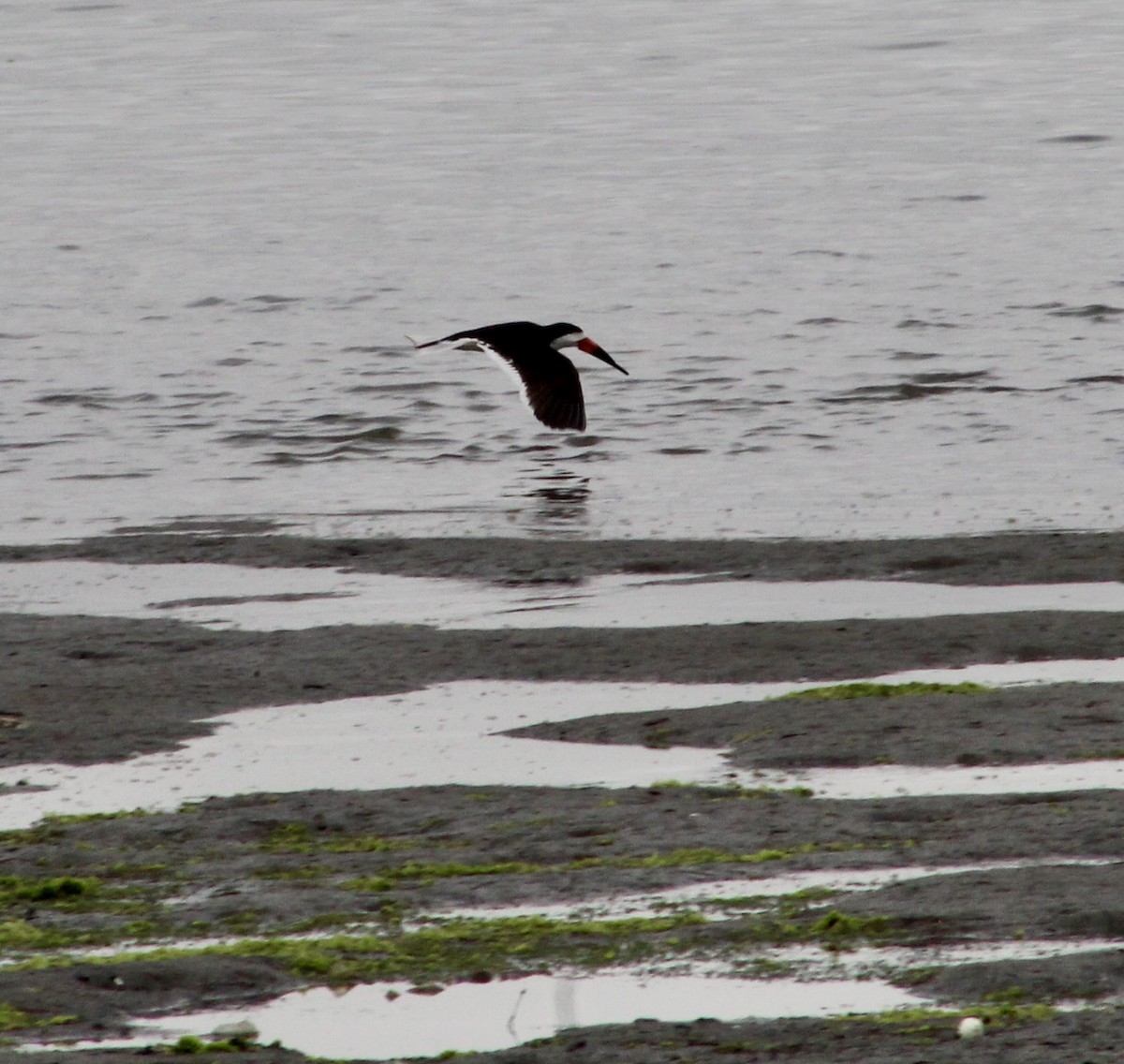 Black Skimmer - ML620230309