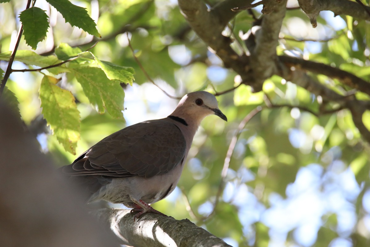 Red-eyed Dove - ML620230314