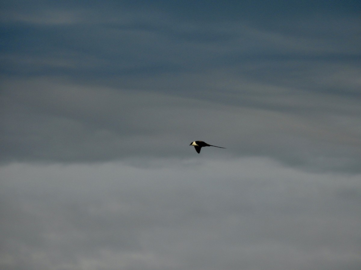 Long-tailed Jaeger - ML620230317