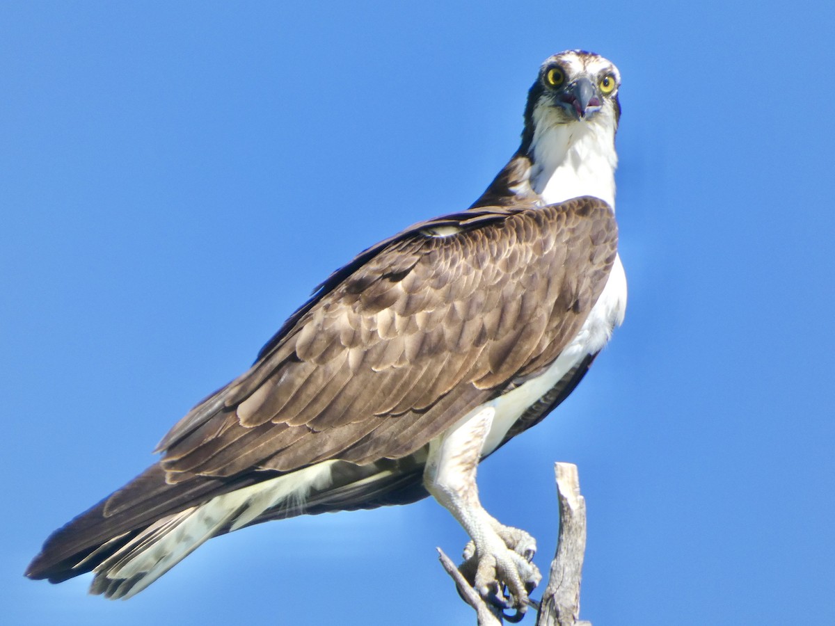 Águila Pescadora - ML620230319