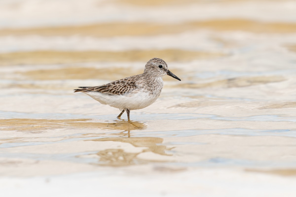 Least Sandpiper - ML620230323