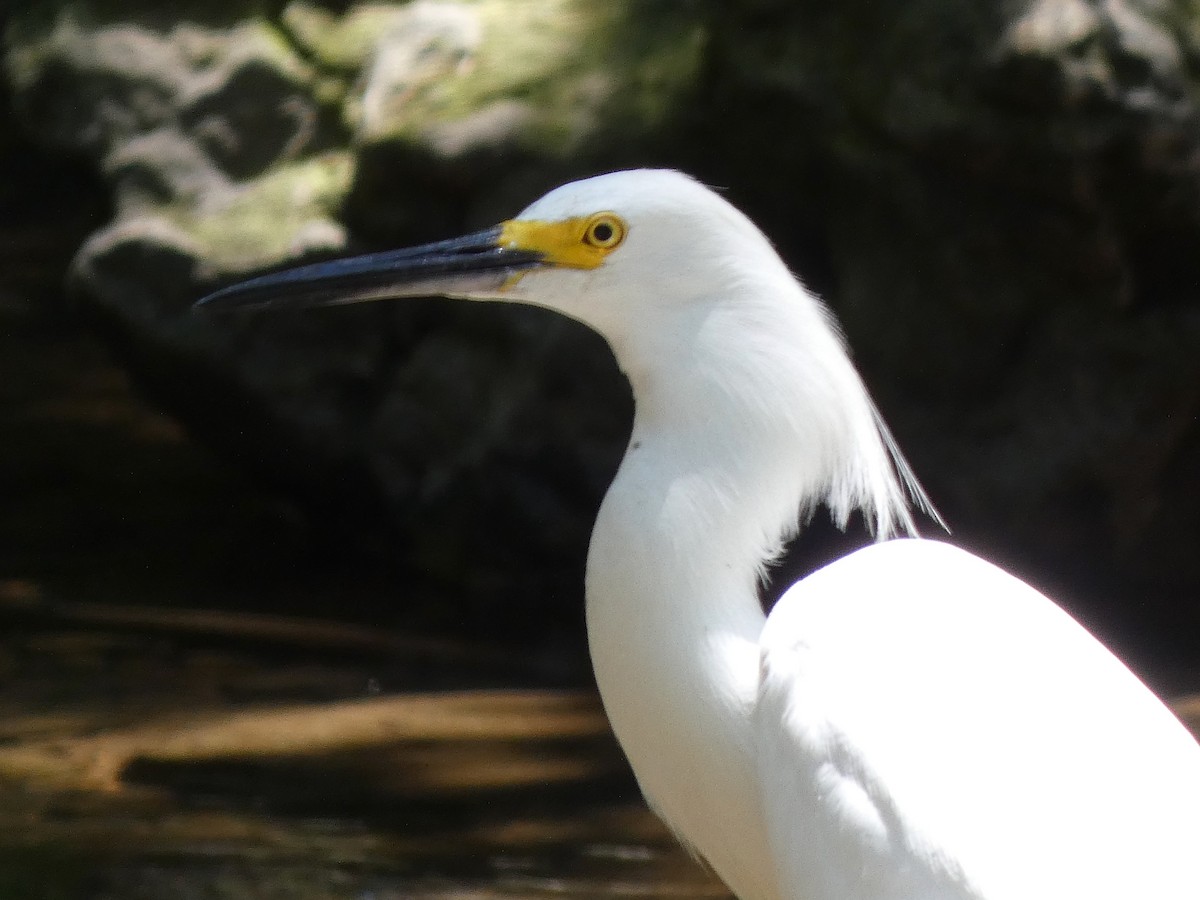 Snowy Egret - ML620230324