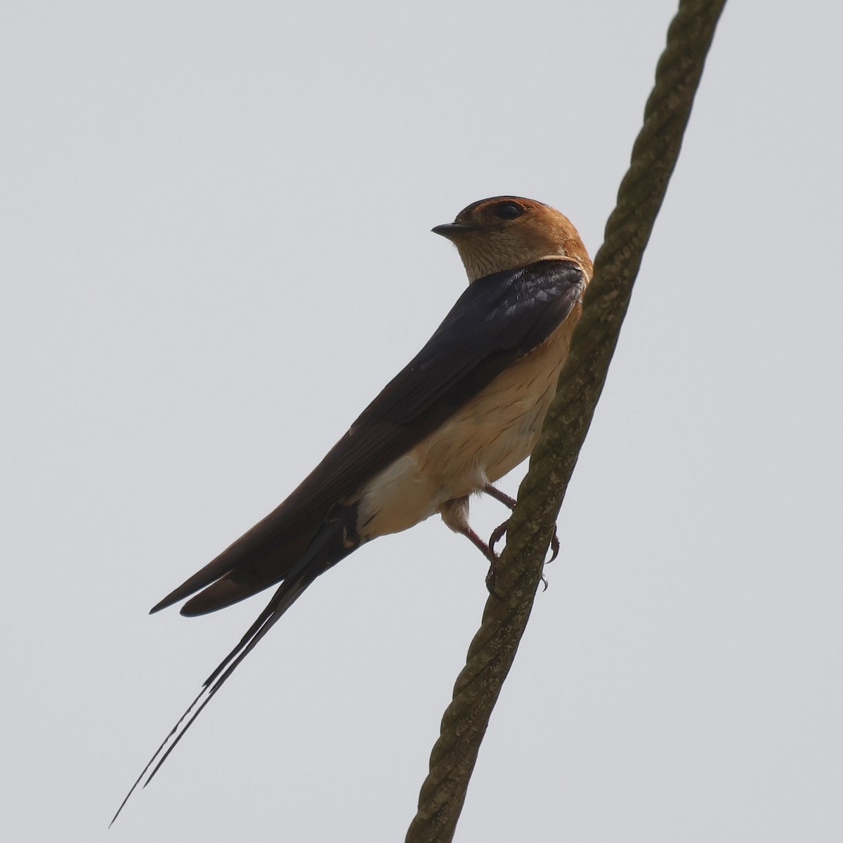 Red-rumped Swallow - ML620230334