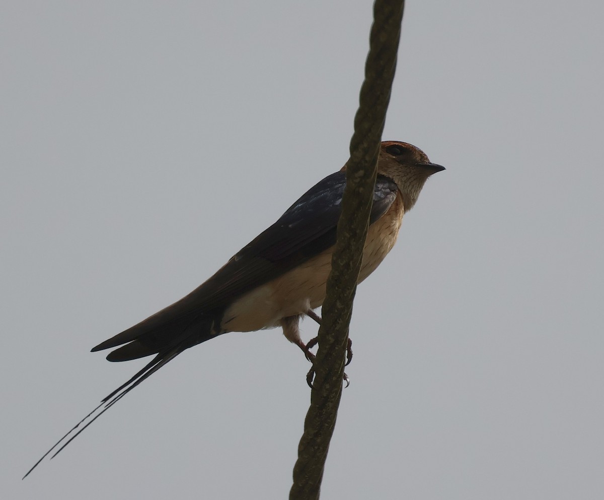 Red-rumped Swallow - ML620230349