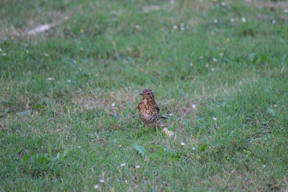 Mistle Thrush - ML620230352