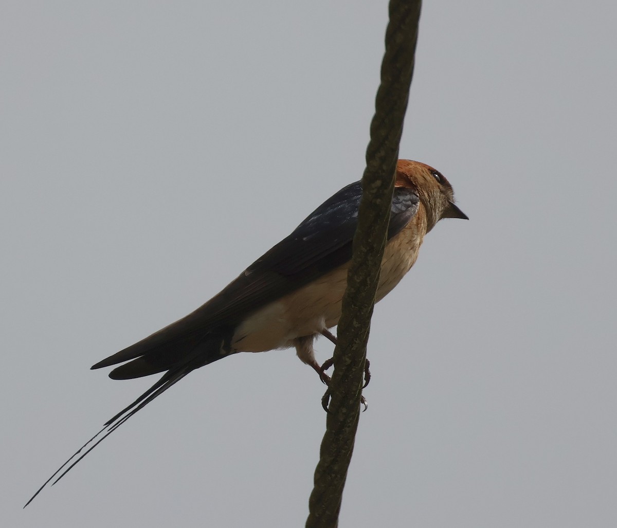 Red-rumped Swallow - ML620230354