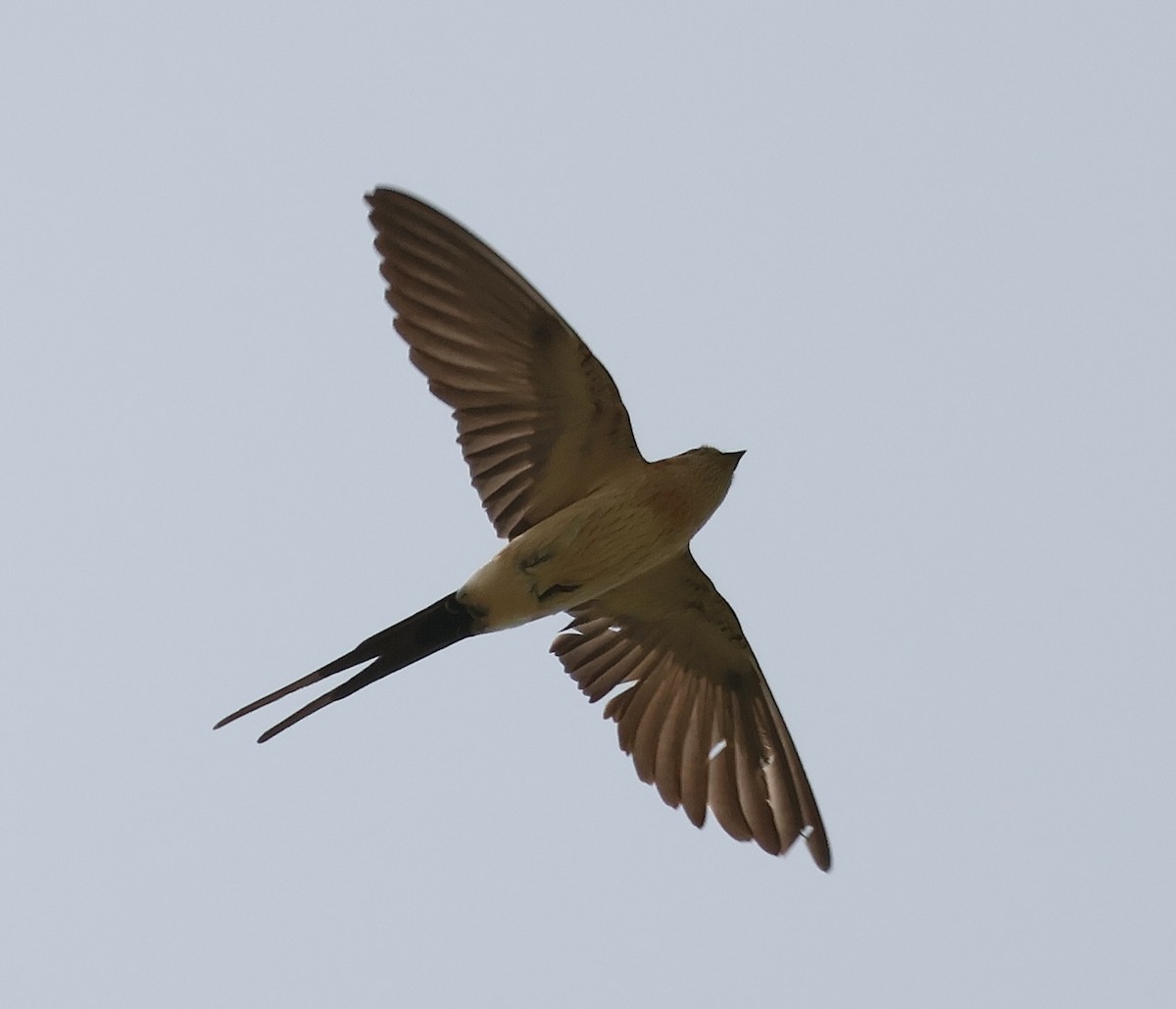 Red-rumped Swallow - ML620230356