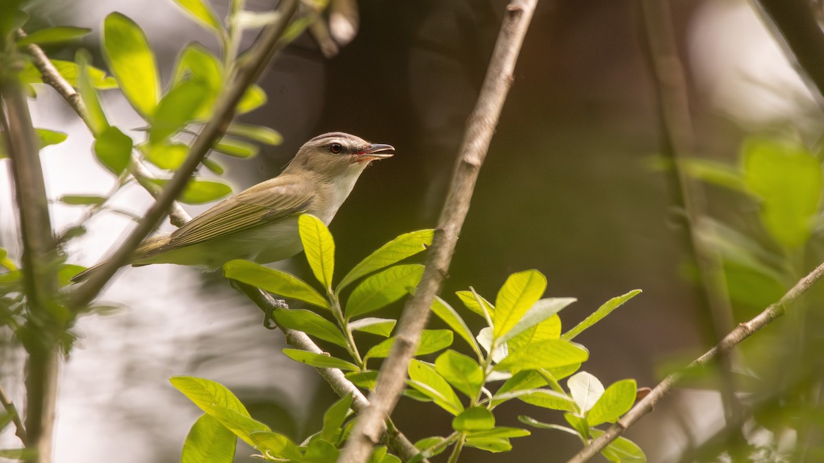 Red-eyed Vireo - ML620230358