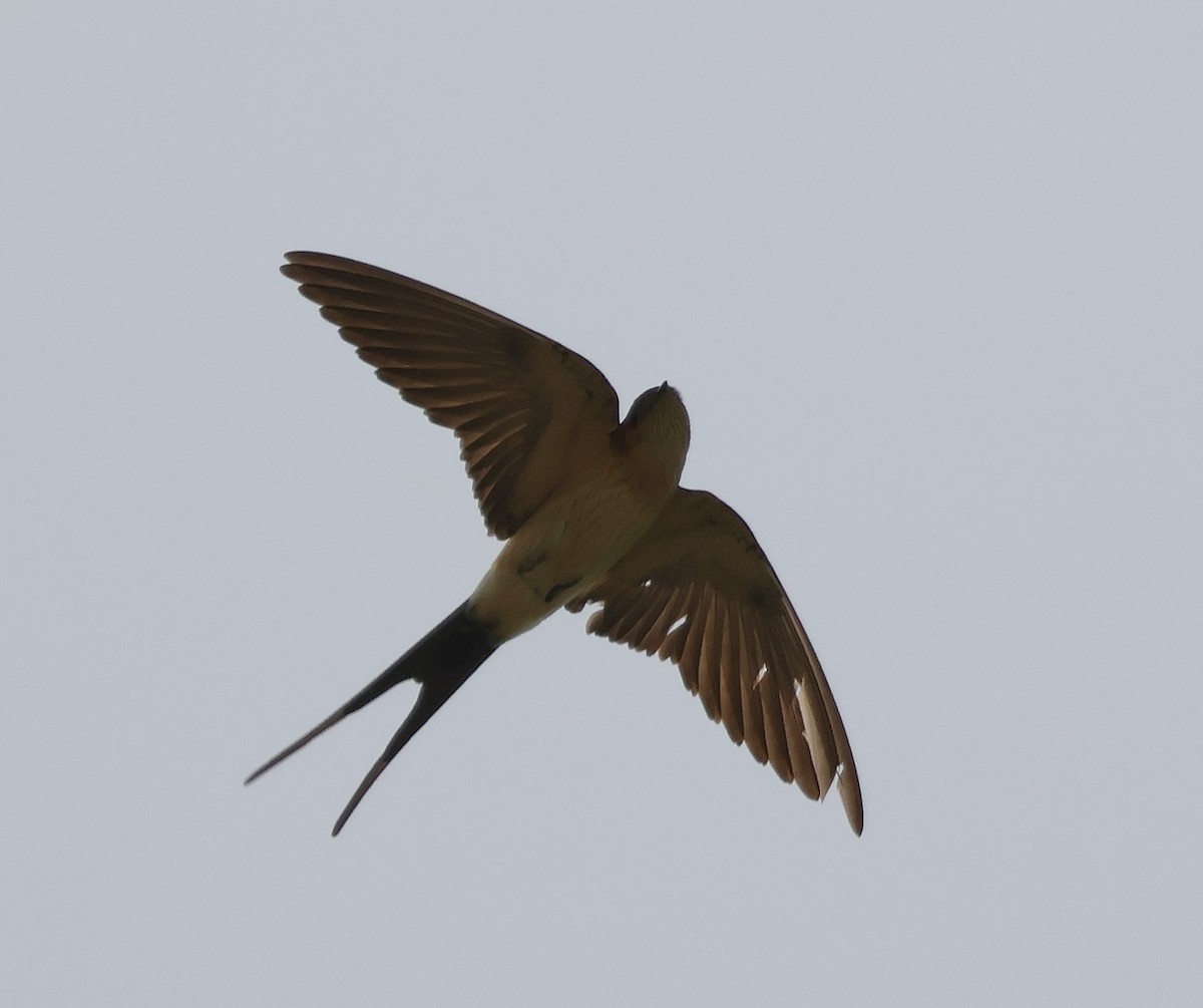 Red-rumped Swallow - ML620230359