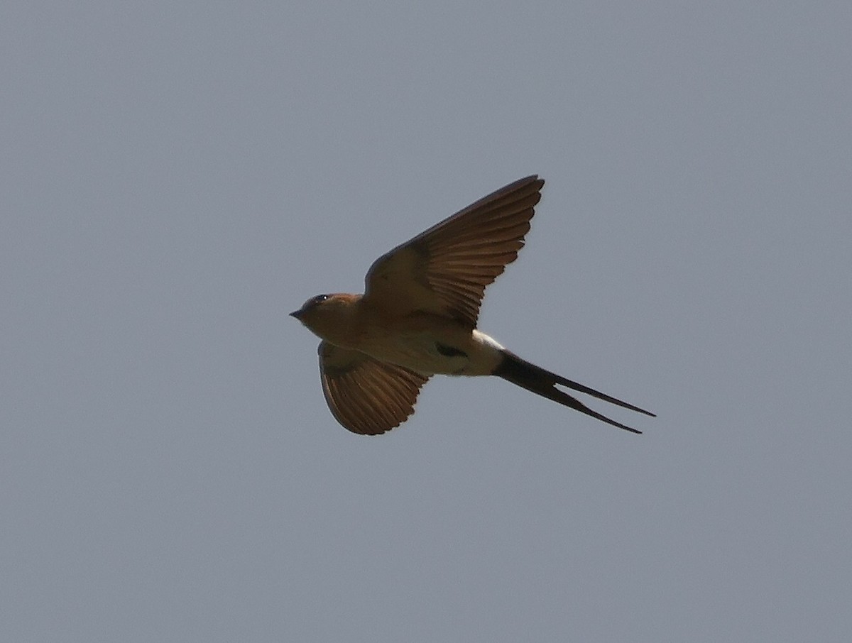 Red-rumped Swallow - ML620230361