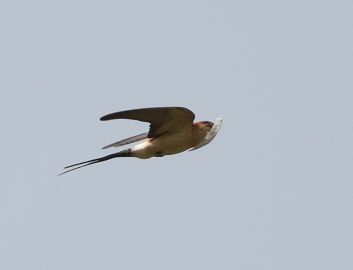 Red-rumped Swallow - ML620230366