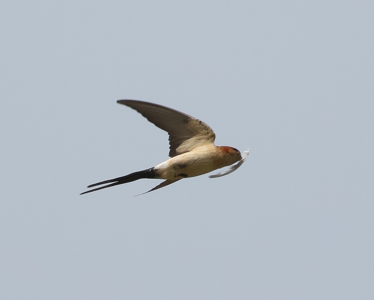 Red-rumped Swallow - ML620230370