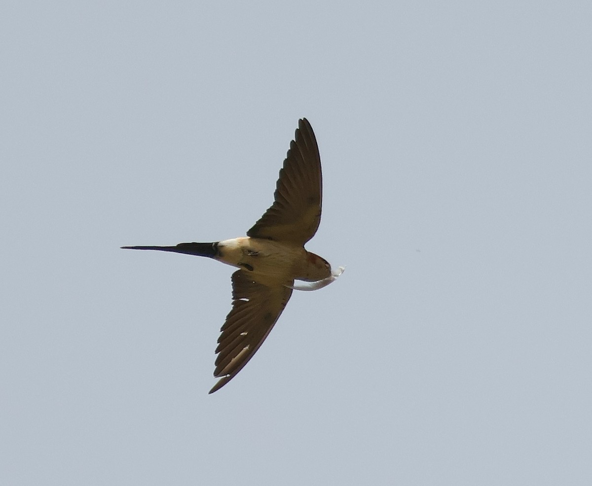 Red-rumped Swallow - ML620230373