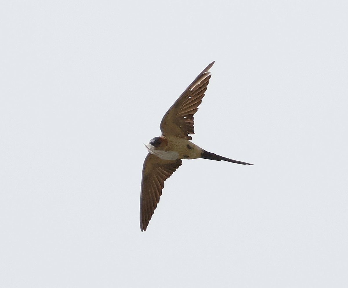Red-rumped Swallow - ML620230375