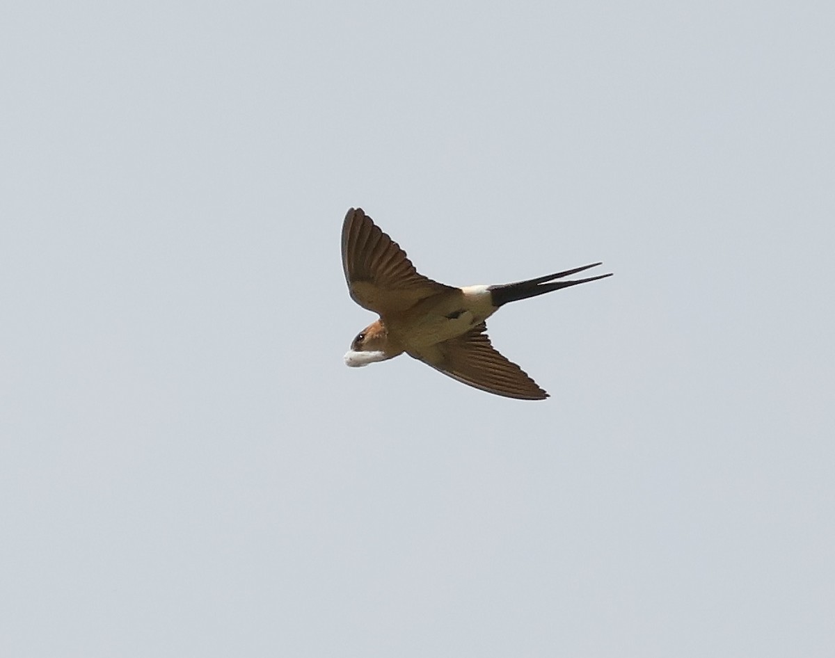 Red-rumped Swallow - ML620230376