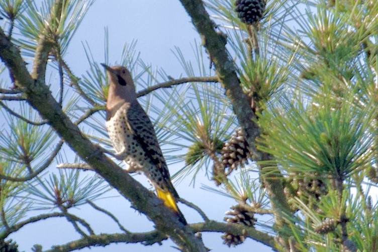 Northern Flicker - ML620230377