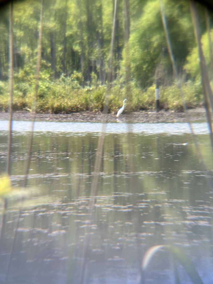 Great Egret - ML620230386