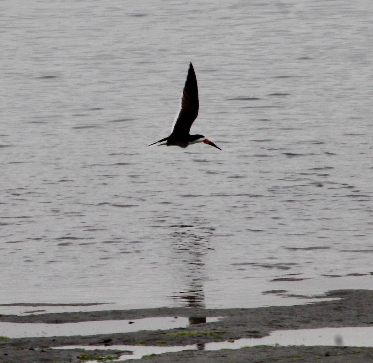 Black Skimmer - ML620230397