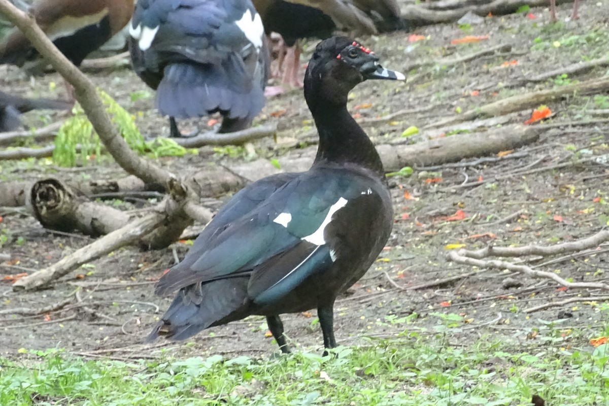 Muscovy Duck - ML620230400