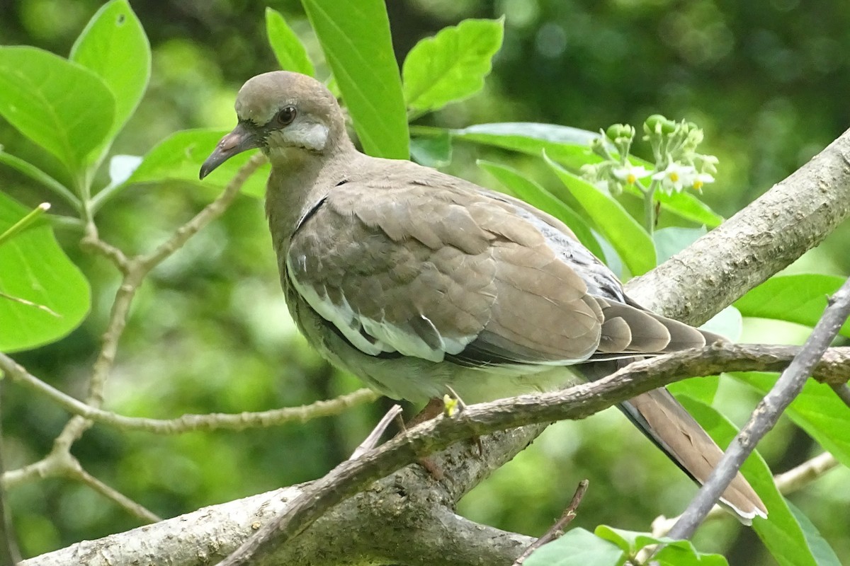 White-winged Dove - Benjamin Sweeney