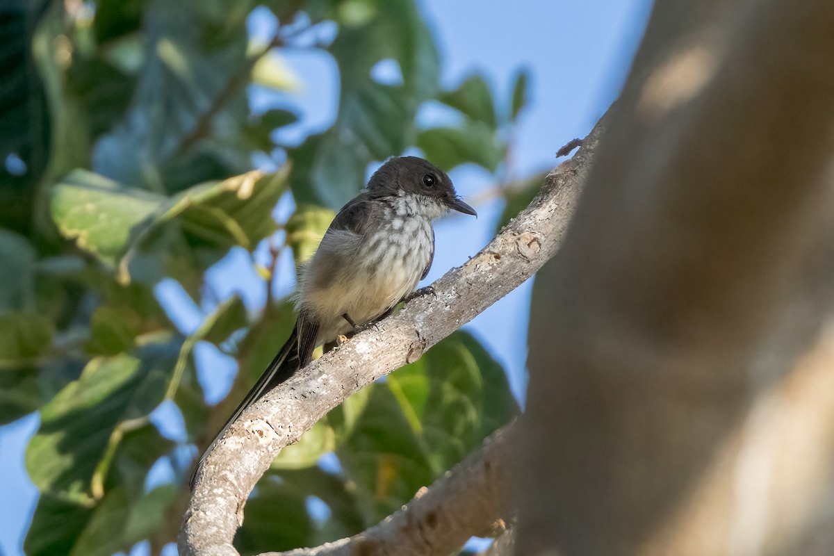 Timorfächerschwanz (rufiventris/pallidiceps) - ML620230404