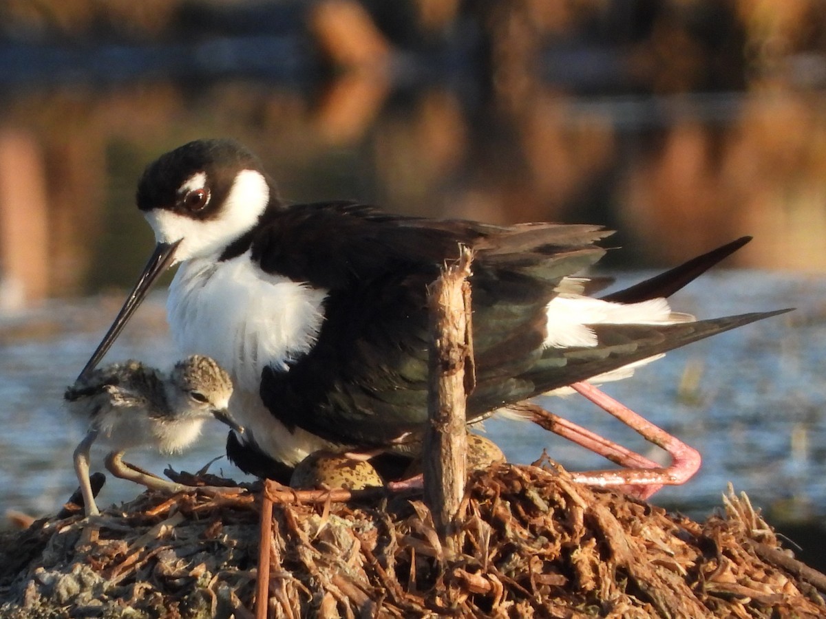 Black-necked Stilt - ML620230405