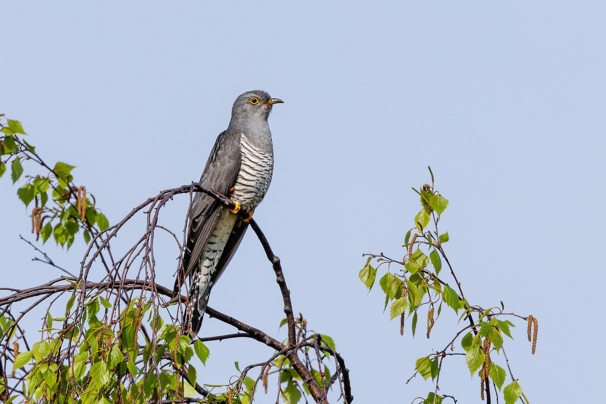 Common Cuckoo - ML620230406