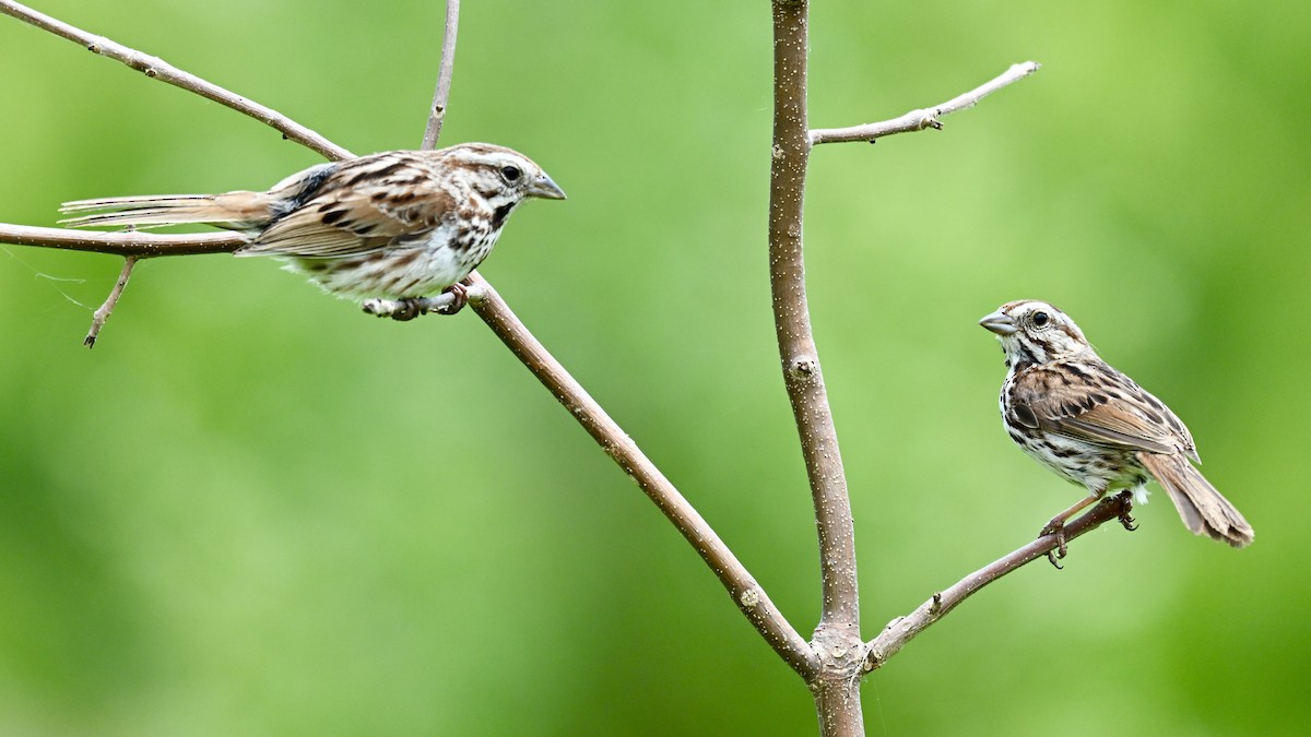 Song Sparrow - ML620230412