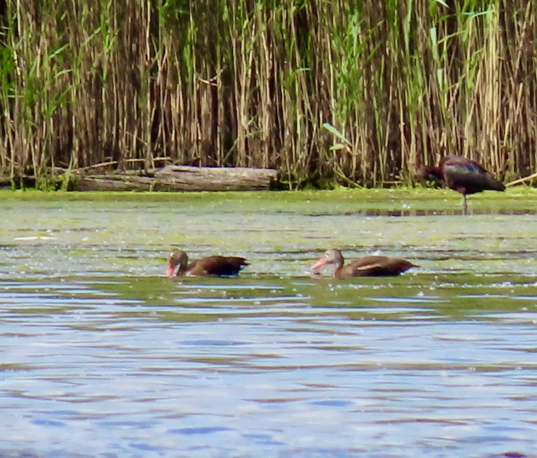 Black-bellied Whistling-Duck - ML620230415