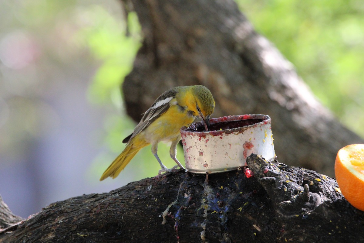 Oriole jaune-verdâtre - ML620230416