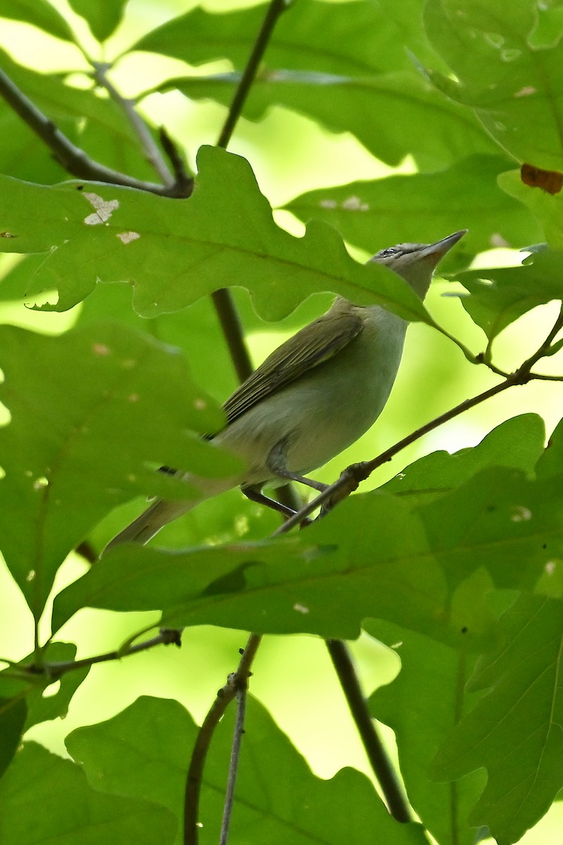 Red-eyed Vireo - ML620230420