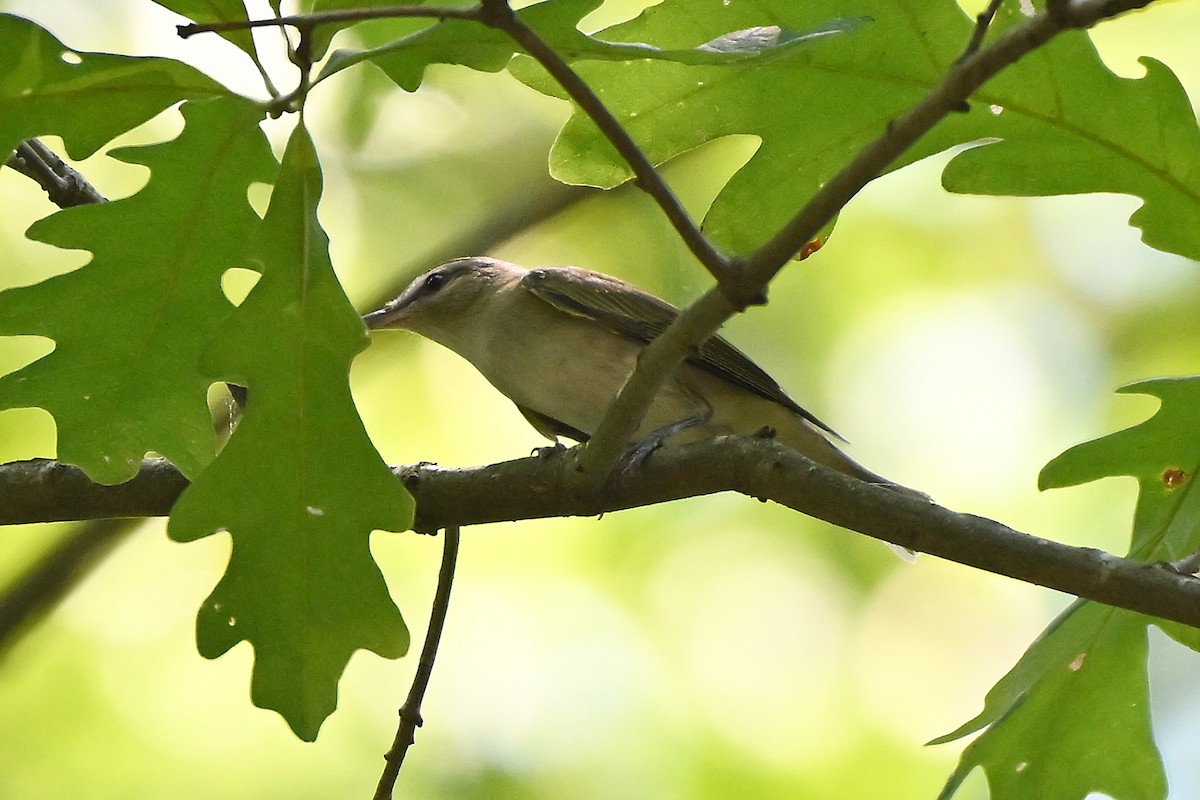 Red-eyed Vireo - ML620230422