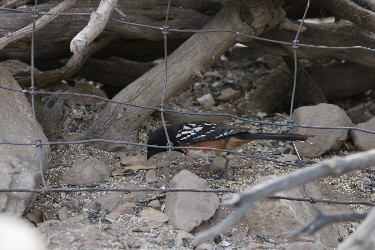 Spotted Towhee - ML620230424