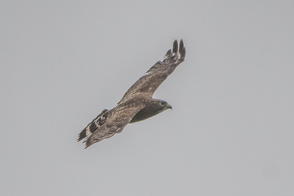 Broad-winged Hawk - ML620230427
