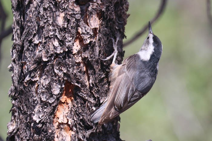 White-breasted Nuthatch - ML620230434