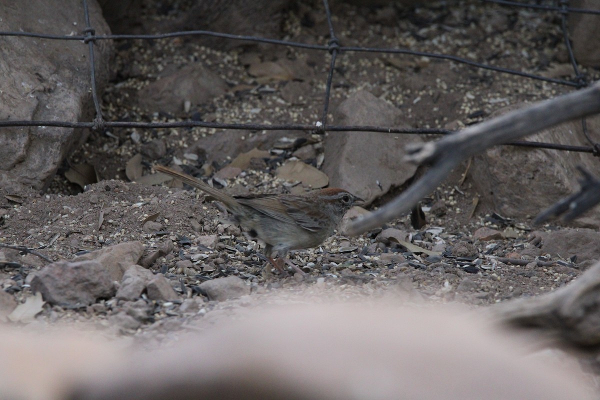 Rufous-crowned Sparrow - ML620230435