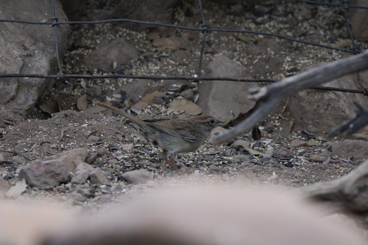 Rufous-crowned Sparrow - Fritz (Boch) Hoeflein