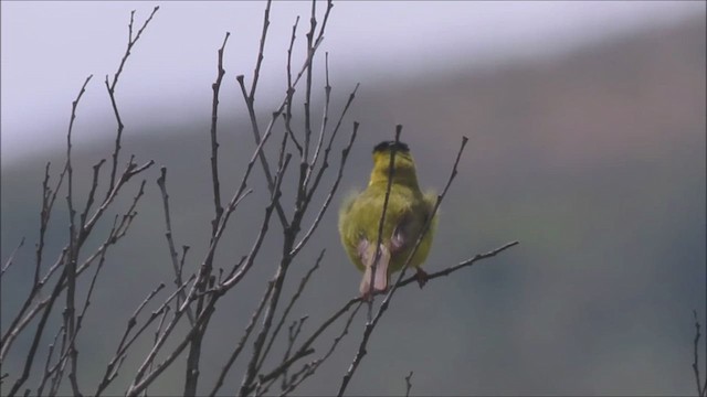 Wilson's Warbler - ML620230447