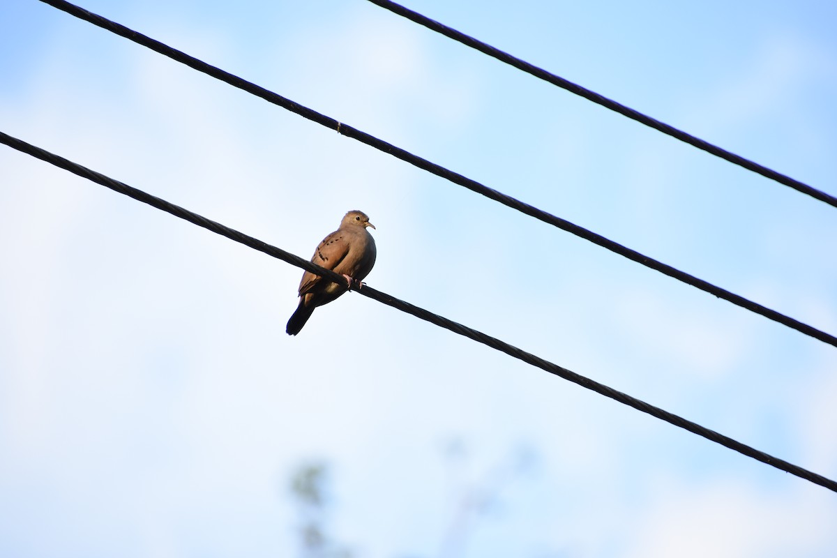 Ruddy Ground Dove - ML620230454