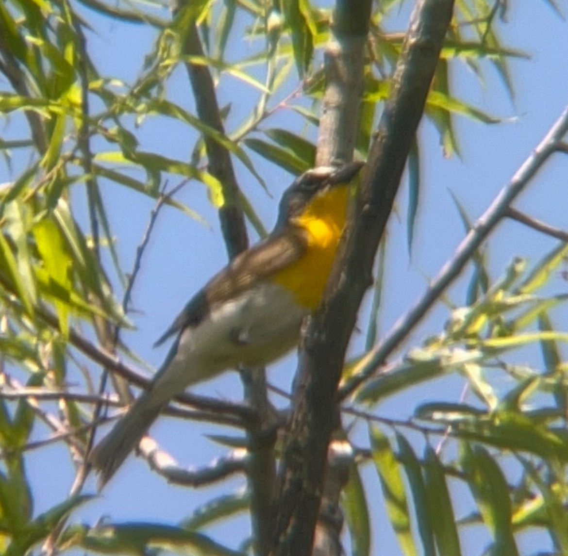 Yellow-breasted Chat - ML620230459