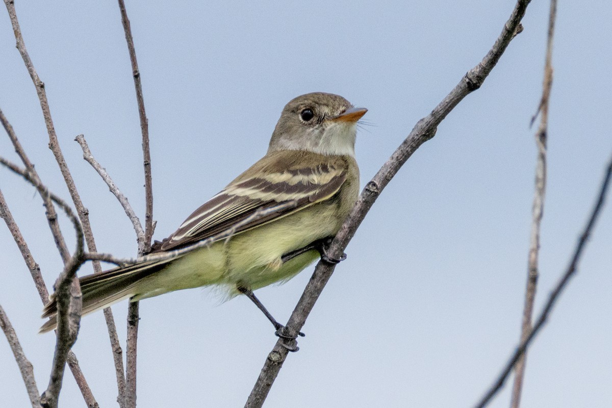 Willow Flycatcher - ML620230461