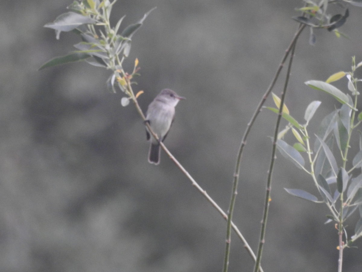 Willow Flycatcher - ML620230468