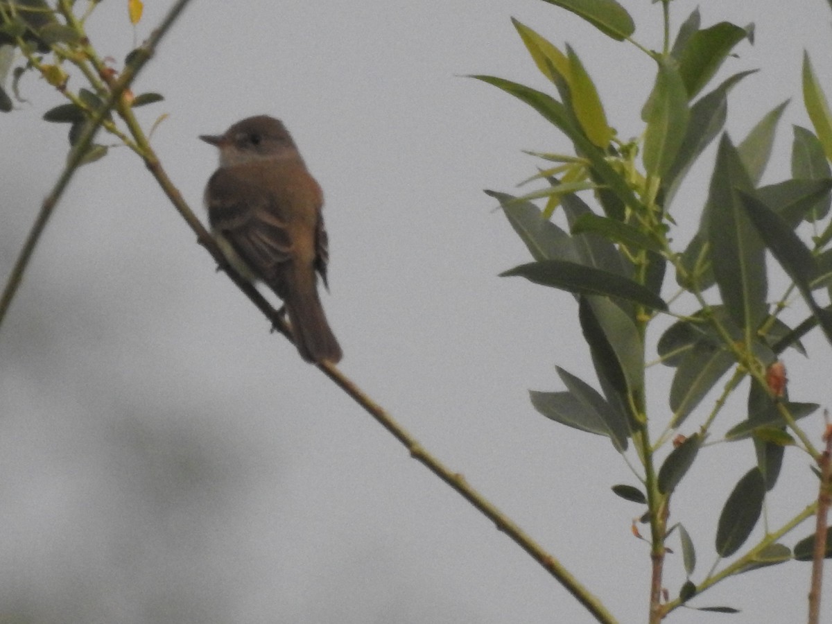 Willow Flycatcher - ML620230469